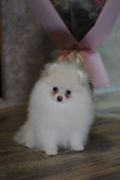 Крутезні ТОП ведмежата