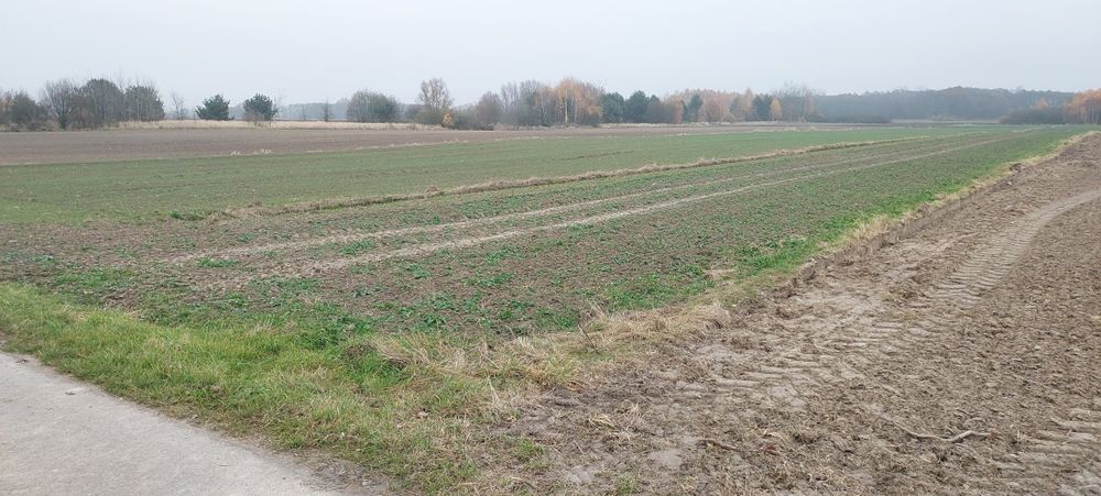Działki rolne w m. Stary Rzechów - Widok 2