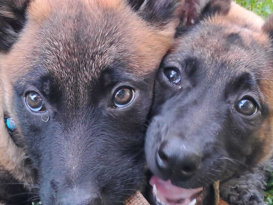 Owczarek Belgijski Malinois FCI