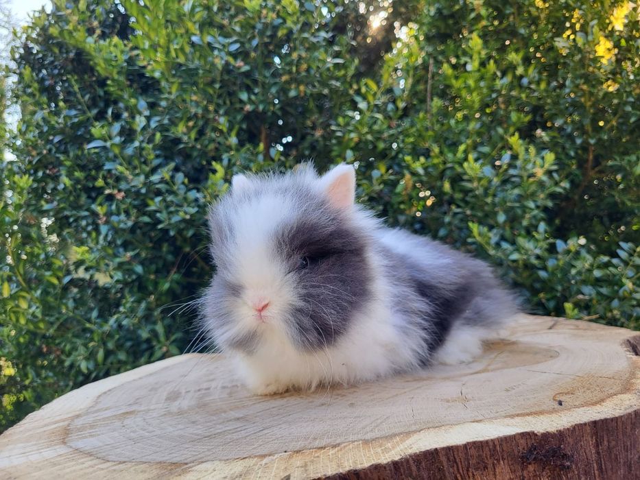 Króliczki Karzełki Teddy, Mini Lop, Karzełek, Miniaturka.