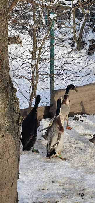 Продам або обміняю качура Індійський Бігунок