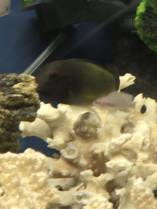 Продам дорослого трофеуса Мура "Бемба"