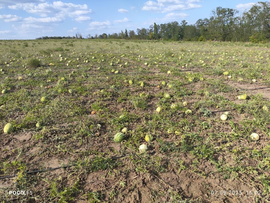 Продам Кавун на КОРМ для тварин