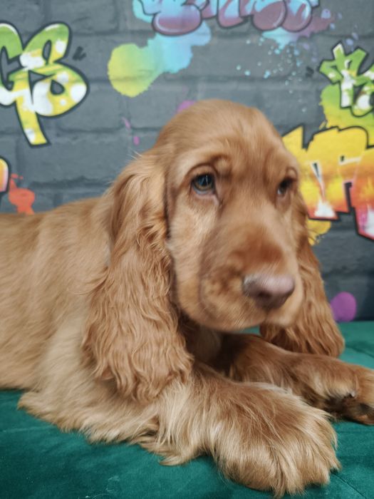 Cocker Spaniel Angielski -suczka Gotowa  do odbioru