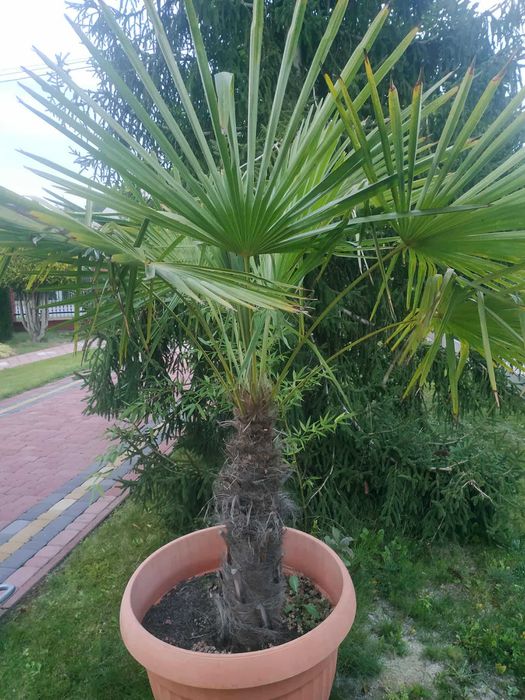 Palma Trachycarpus Fortunei. Szorstkowiec. Roślina