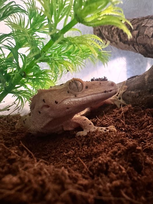Sprzedam gekona orzęsionego (bananowego) samiec