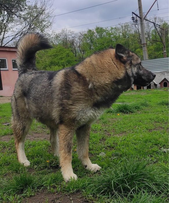 Красуня лайка шукає дім