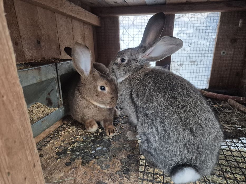 Samiczki mieszane do dalszego chowu