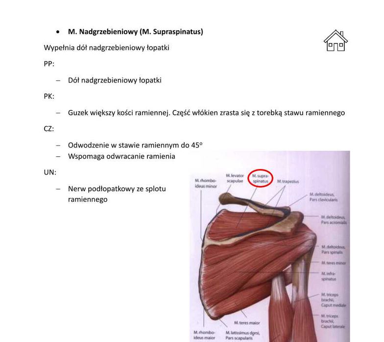 Notatki z anatomii, układ mięśniowy