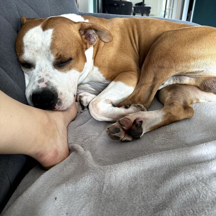 Piękny amstaff z rodowodem FCI