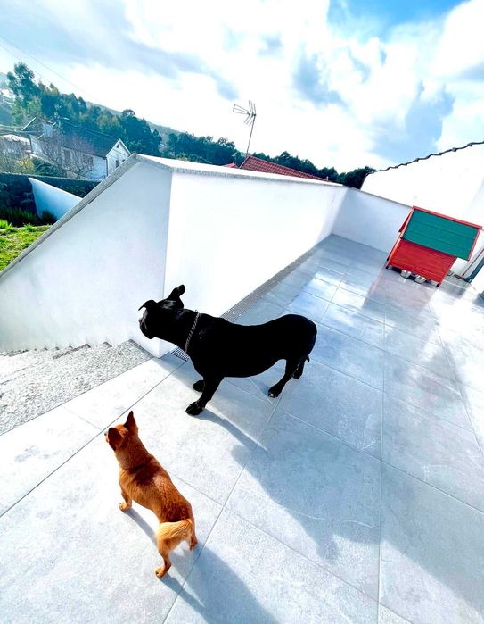 Pet Sitting e passeio de cães - Viana do Castelo/Esposende
