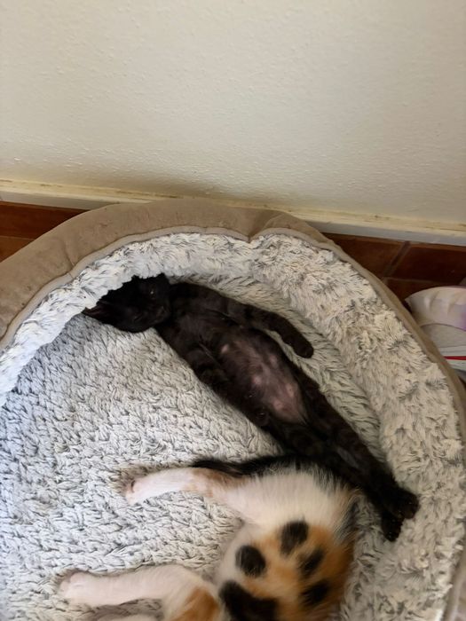 Benedita e Penelope para adoção conjunta