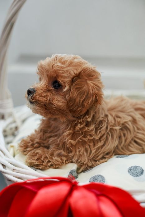 Мальтипу цуценятка!!