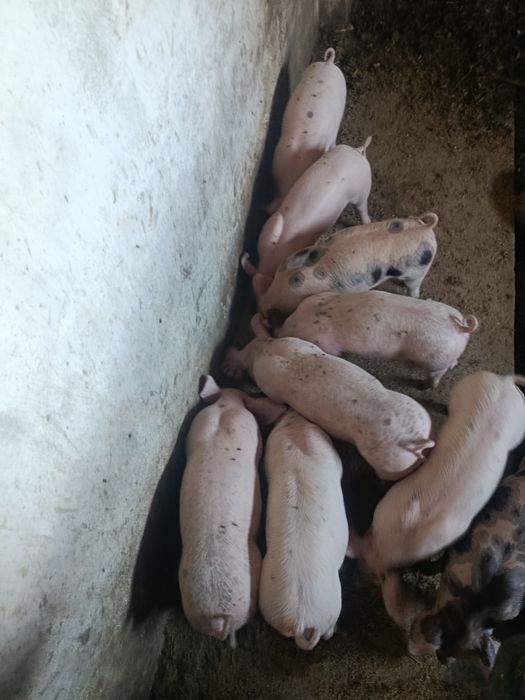 Продам Поросята Петрен