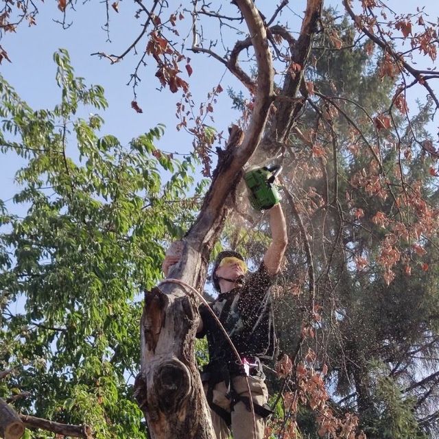 Зрізання дерев | обрізка , стрижка рослин | вантажні перевезення