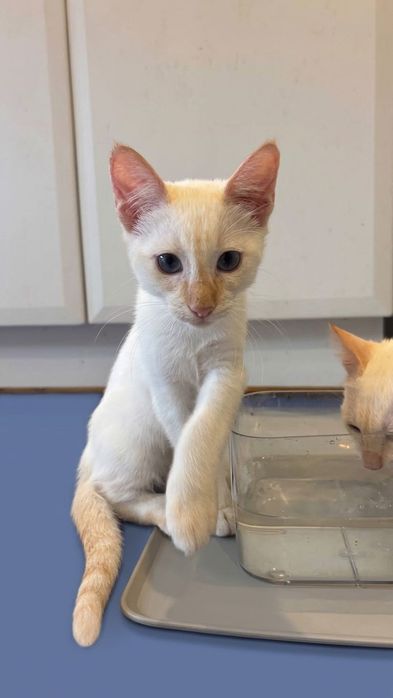 Adoção de gatinhos