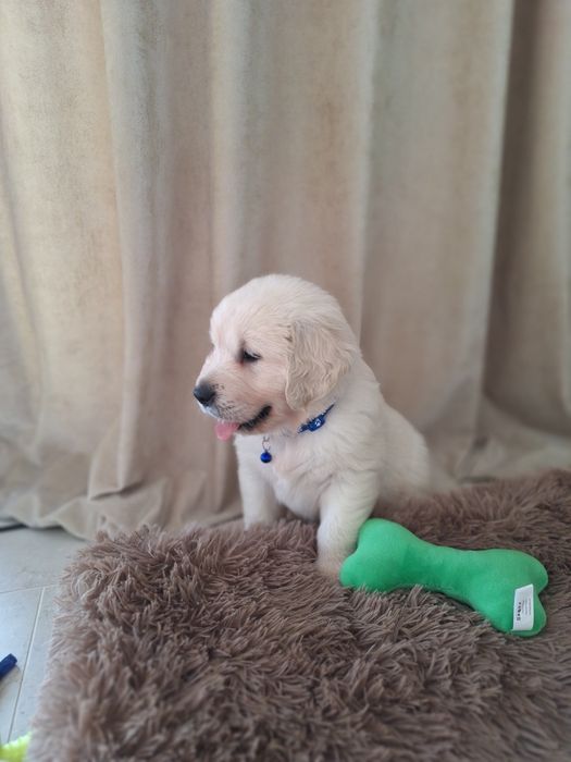 Piesek  golden retriever