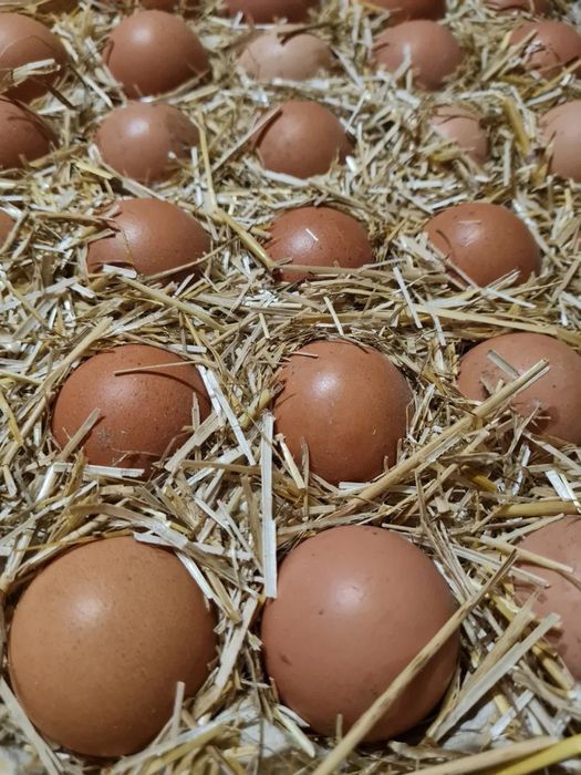 Інкубаційні яйця від домашнього господарства