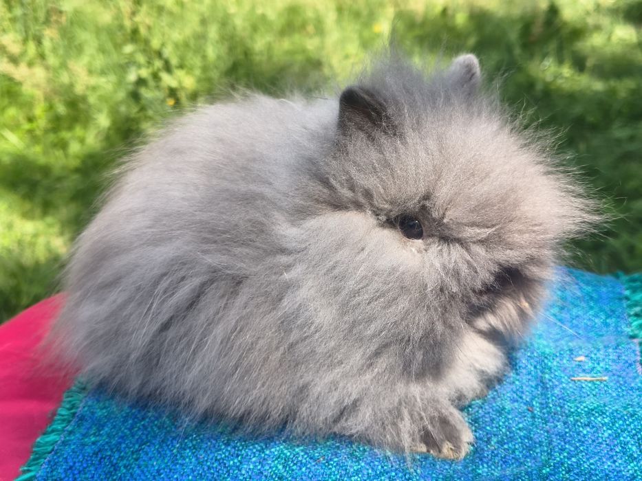 Karzełek Teddy/ puszysty / długowłosy