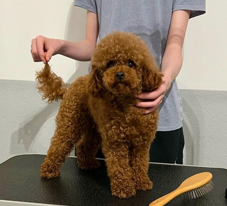 Pudel miniaturowy/toy