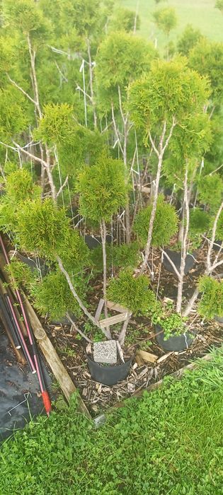 Bonsai tuja szmaragd