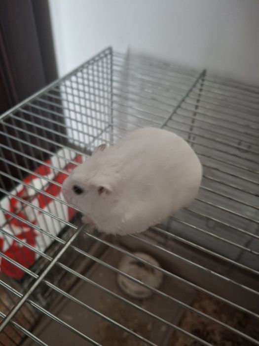 Duza samica biała chomik