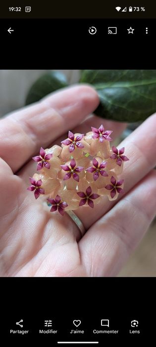 HOYA - Sprzedam/wymienię hoje | prywatna kolekcja
