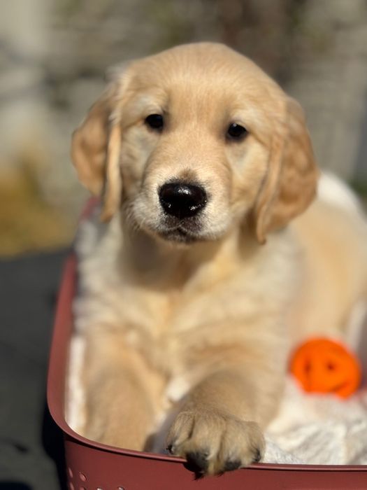 Pies o imieniu DAX Golden Retriever