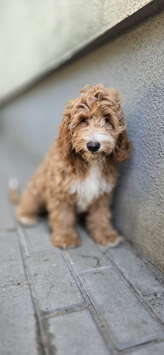 Cockapoo / chłopczyk