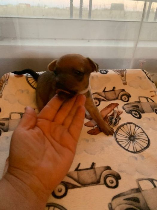 Милейшие малыши ждут своих пап,мам