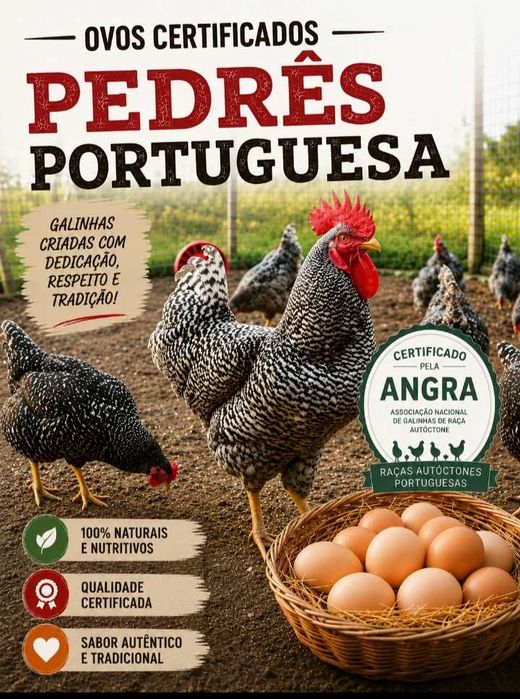Ovos de galinhas Pedrês Portuguesa - Raças Autóctones