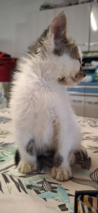 Gatinho macho branco e tigrado