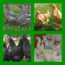 Kury kurki młode kokoszki kolorowe ROSA DOMINANT LEGHORN.Dowóz gratis.