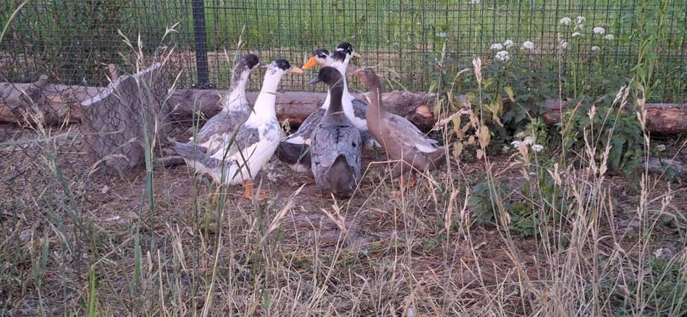 Kaczki Pekin Maximus Niebieskie