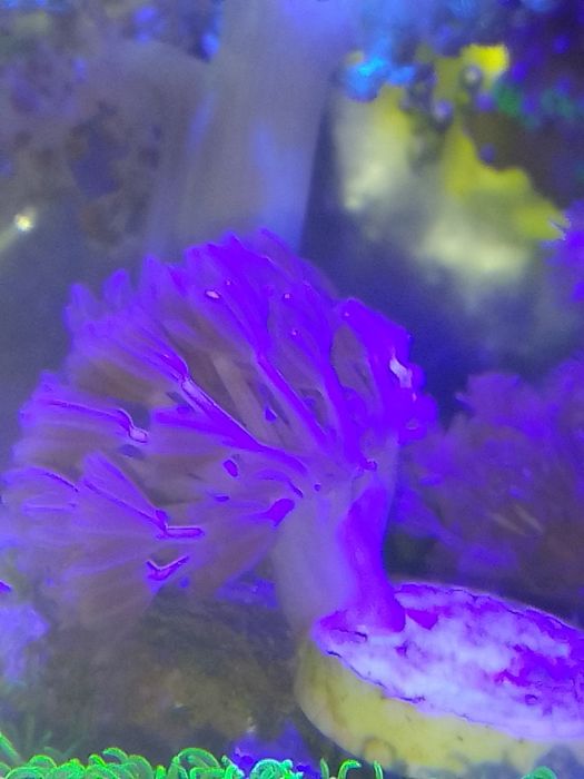 Corais Xénia pulsing coral mole com oferta de frag GSP