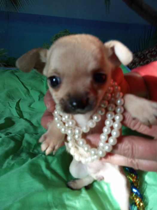 Гарненькі дівчатка