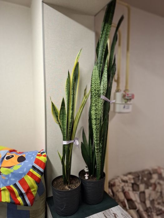 Сансивиерия 1.5 метра Самовывоз