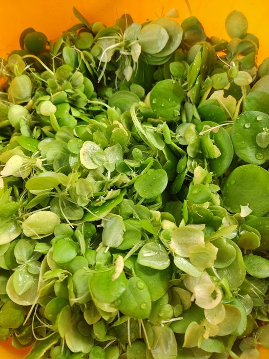 Planta aquário Amazon Frogbit