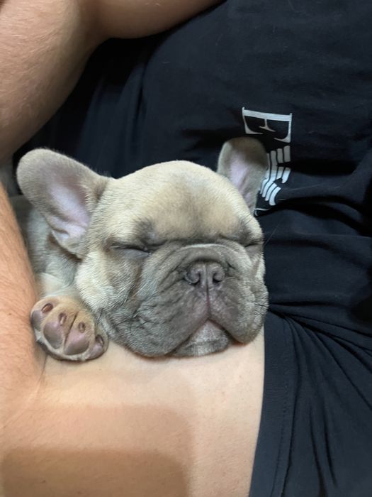 Отвезу ваших животных (собак и кошек) в европу из украины. Перевозка