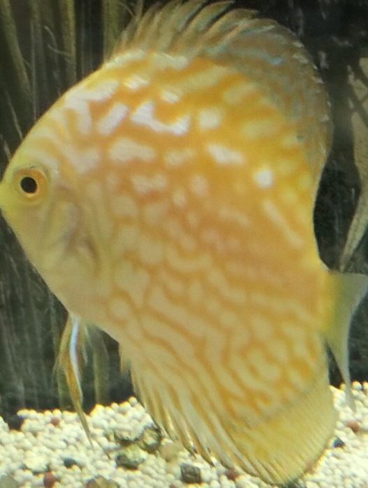 Discus pigeon gold 8a9cm