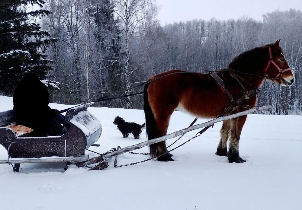 sprzedam klacz pkz lat 13