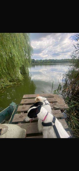 Продам будинок біля озера із земельною ділянкою (центр)