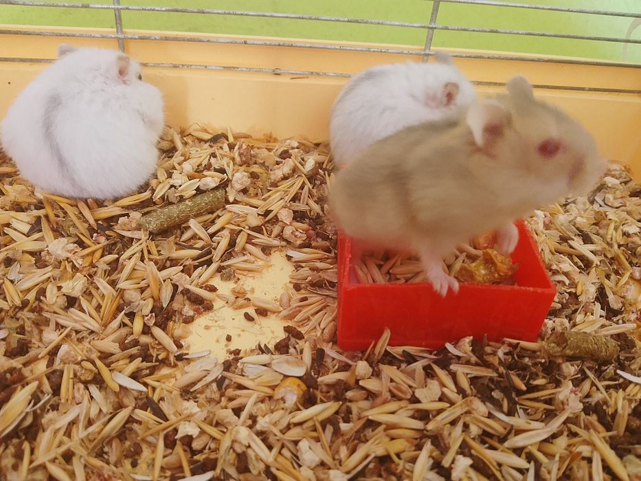 Джунгарский хомяк