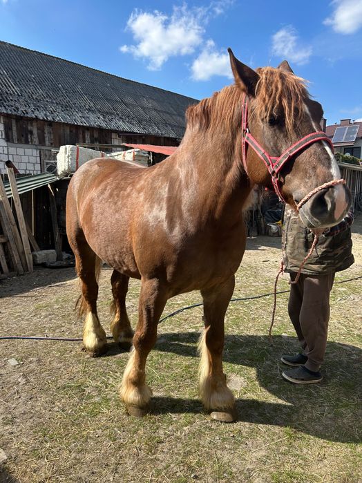 Sprzedam klacz zimnokrwista