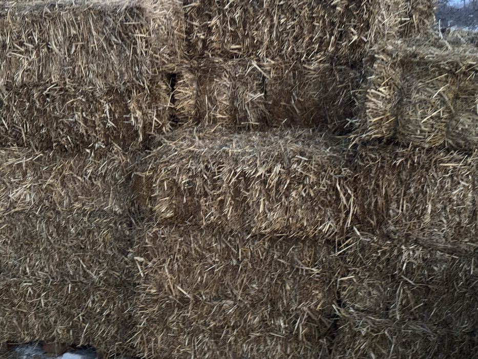 Продам солому є доставка в наявності 350 тюків