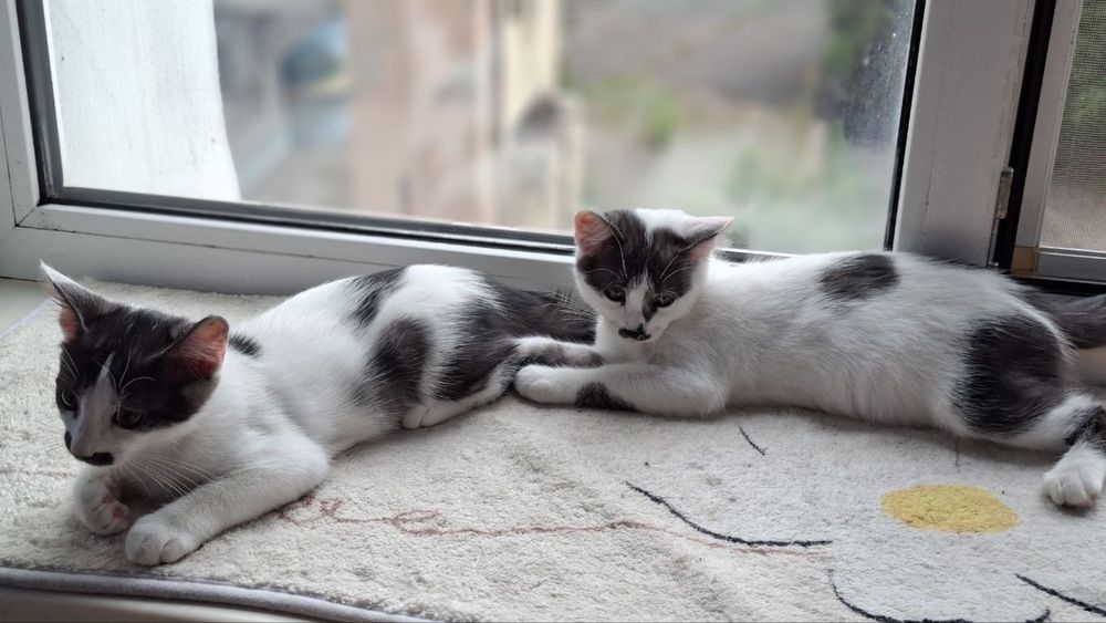 Котики, хлопчики, 3 місяці шукають дім