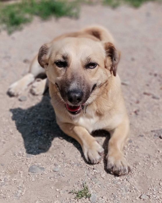 Sid poleca się do adopcji.