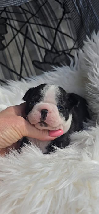 Boston terrier dziewczynka