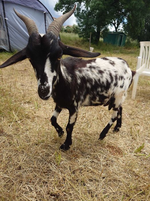 2 cabras em lactacao + 1 cabrito macho