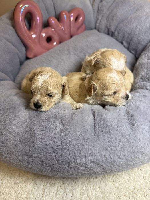 Шикарні карамельні міні мальтипу